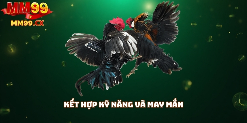 Đá gà MM99 trực tuyến: Trải nghiệm kịch tính, thắng dễ dàng 3 Kết hợp kỹ năng và may mắn