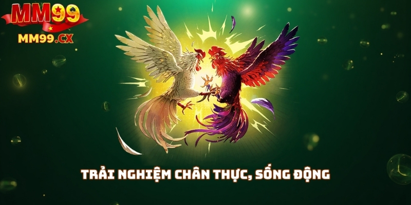 Đá gà MM99 trực tuyến: Trải nghiệm kịch tính, thắng dễ dàng 1 Trải nghiệm chân thực, sống động